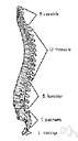 vertebral