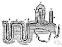 membranous - characterized by formation of a membrane (or something resembling a membrane)