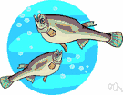 killifish - small mostly marine warm-water carp-like schooling fishes