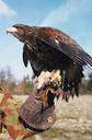 order Accipitriformes - in some classifications an alternative name for the Falconiformes