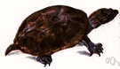 stinkpot - small freshwater turtle having a strong musky odor