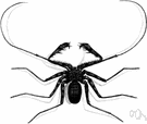 Mastigoproctus - giant whip scorpions