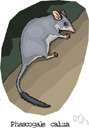genus Phascogale