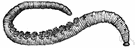 annelid worm - worms with cylindrical bodies segmented both internally and externally