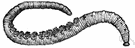 segmented worm - worms with cylindrical bodies segmented both internally and externally