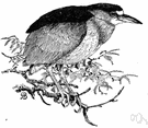 Nycticorax nycticorax - night heron of both Old and New Worlds