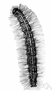 tent-caterpillar moth - moth whose larvae are tent caterpillars