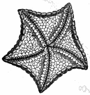 phylum Echinodermata - radially symmetrical marine invertebrates including e.g. starfish and sea urchins and sea cucumbers