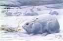 Lepus arcticus - a large hare of northern North America