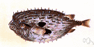 porcupine fish - spines become erect when the body is inflated