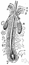 glandulae sebaceae - a cutaneous gland that secretes sebum (usually into a hair follicle) for lubricating hair and skin