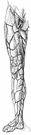 great saphenous vein - the longest vein in the body