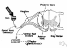 nerve end - the terminal structure of an axon that does not end at a synapse