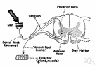 nerve ending - the terminal structure of an axon that does not end at a synapse