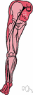 femoral nerve - one of a pair of nerves that originate from lumbar nerves and supply the muscles and skin of the anterior part of the thigh