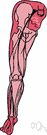 nervus femoralis - one of a pair of nerves that originate from lumbar nerves and supply the muscles and skin of the anterior part of the thigh