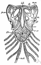 pectoral arch - the bony arch formed by the collarbones and shoulder blades in humans