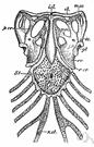 shoulder girdle - the bony arch formed by the collarbones and shoulder blades in humans