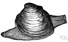 round clam - Atlantic coast round clams with hard shells