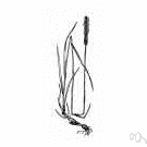 genus Phleum - grasses native to temperate regions