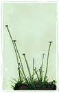 Eriocaulon - type genus of the Eriocaulaceae: rushlike aquatic or marginal perennials usually found in shallow waters of acid lakes and pools and bogs