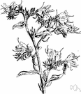 genus Echium - a genus of bristly herbs and shrubs of the family Boraginaceae