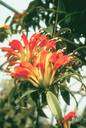 aeschynanthus - a plant of the genus Aeschynanthus having somewhat red or orange flowers and seeds having distinctive hairs at base and apex