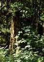 family Hydrophyllaceae - perennial woodland herbs