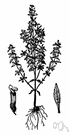 pennyroyal - Eurasian perennial mint have small lilac-blue flowers and ovate leaves