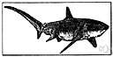 family Alopiidae - thresher sharks