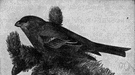 genus Pinicola - a genus of Fringillidae