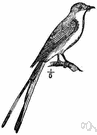 scissortail - grey flycatcher of the southwestern United States and Mexico and Central America having a long forked tail and white breast and salmon and scarlet markings
