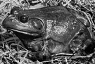 Rana catesbeiana - largest North American frog