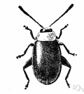 flea beetle - any small leaf beetle having enlarged hind legs and capable of jumping