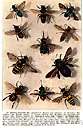 Nomia melanderi - a common solitary bee important for pollinating alfalfa in the western United States