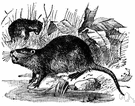 Myocastor - a genus of Capromyidae