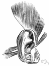 kinaesthesia - the ability to feel movements of the limbs and body