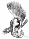 kinesthetics - the ability to feel movements of the limbs and body