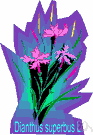 genus Dianthus - carnations and pinks