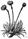 genus Armeria - shrubby or herbaceous low-growing evergreen perennials