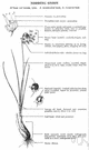 Allium cernuum - widely distributed North American wild onion with white to rose flowers