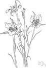 sagebrush mariposa tulip - mariposa having loose clusters of one to three handsome lilac flowers resembling umbels atop stout erect stems