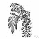 wisteria - any flowering vine of the genus Wisteria