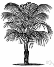 Acrocomia - Central and South American feather palms