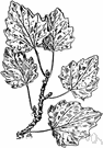 Populus alba - a poplar that is widely cultivated in the United States