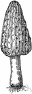 Morchella conica - a morel whose pitted fertile body is attached to the stalk with little free skirt around it