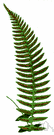 Blechnum - in some classification systems placed in family Polypodiaceae