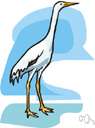 genus Grus - type genus of the Gruidae: typical cranes