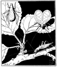 snowy tree cricket - pale yellowish tree cricket widely distributed in North America