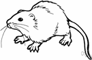 Rattus norvegicus - common domestic rat